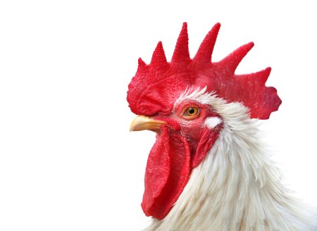 Do Chicken Combs Help with Arthritis?